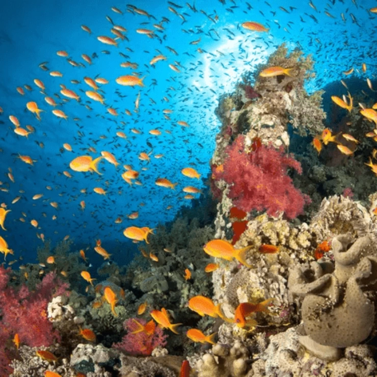 5 Reasons for the Red Sea of Egypt Scuba Dive
